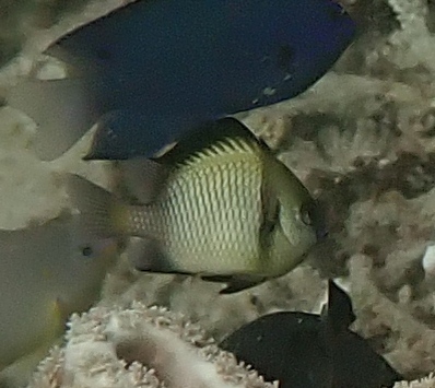 Reticulate dascyllus