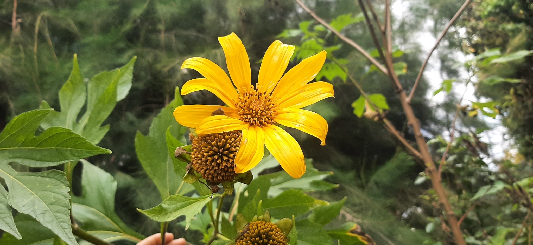 Tithonia diversifolia image