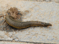 Whitmania pigra