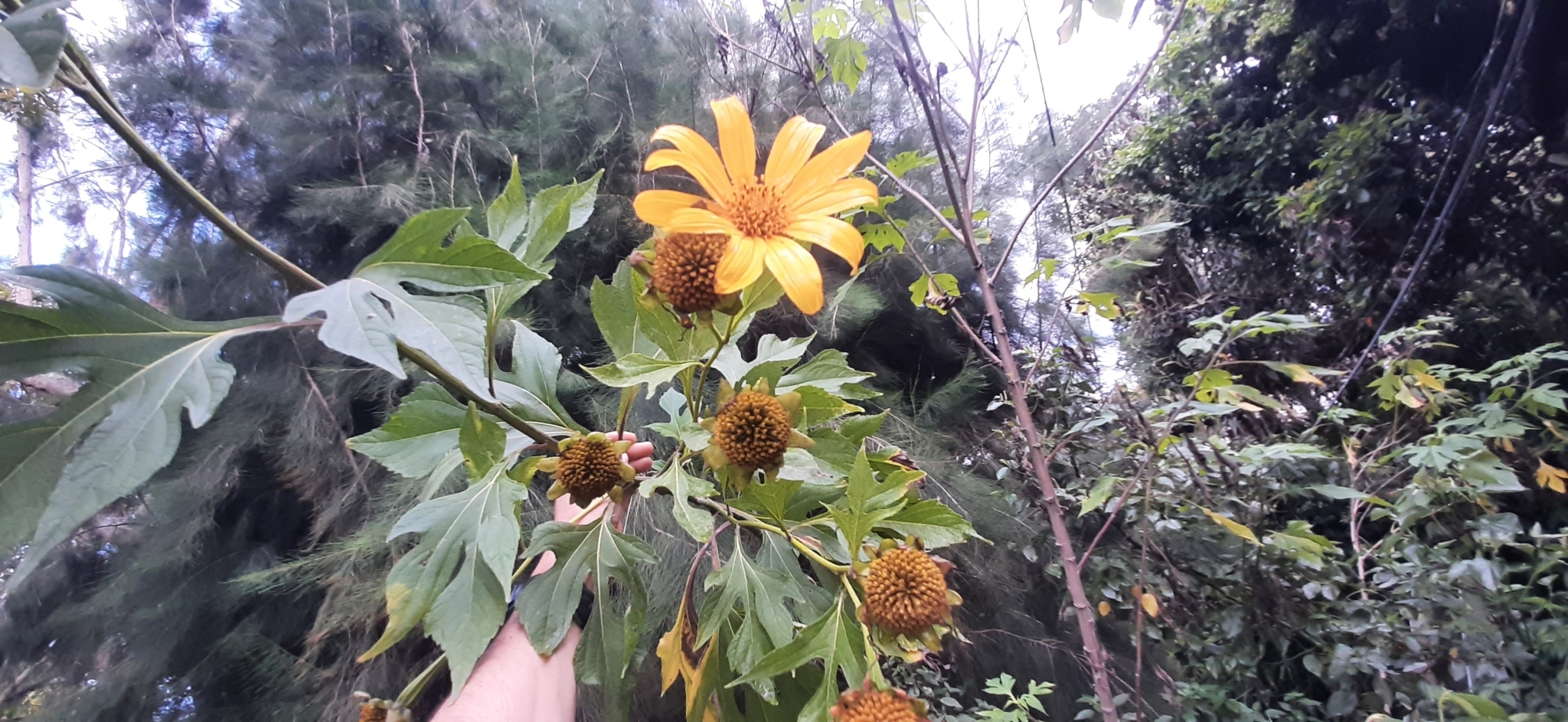 Tithonia diversifolia image