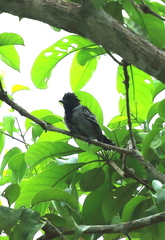 Sakesphorus canadensis