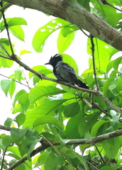 Sakesphorus canadensis