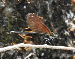 Matrona basilaris