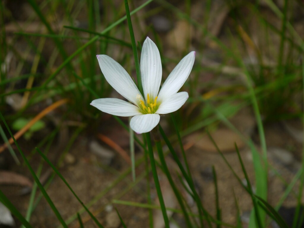 Зефірантес — Zephyranthes candida