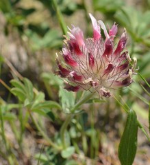 Trifolium macrocephalum