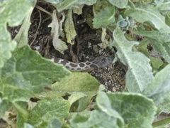 Hypsiglena ochrorhynchus