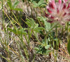 Trifolium macrocephalum