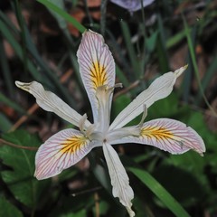 Iris chrysophylla
