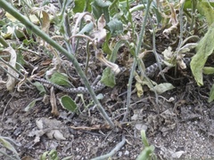 Hypsiglena ochrorhynchus