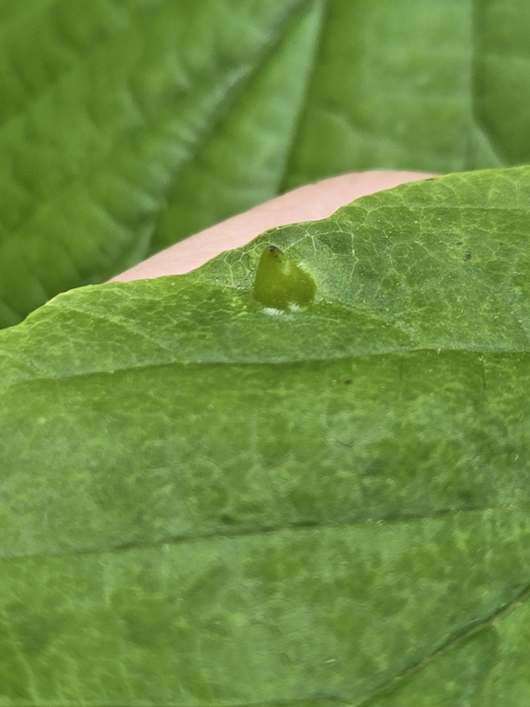 Witch hazel cone gall aphid from west mead township pa 16335 usa on