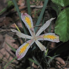 Iris chrysophylla