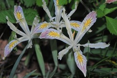 Iris chrysophylla