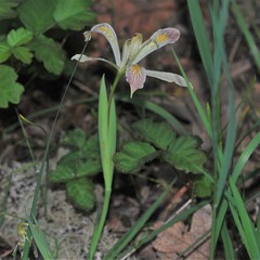 Iris chrysophylla