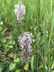 Plantago media