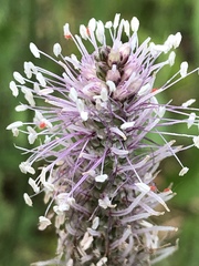 Plantago media