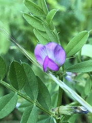 Vicia sativa