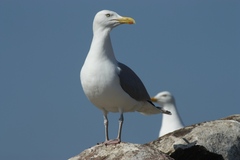 Larus argentatus argentatus