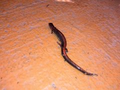 Plethodon serratus
