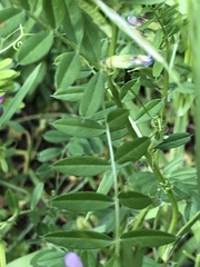 Vicia sativa