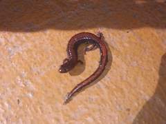 Plethodon serratus
