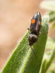 Cardiophorus biguttatus