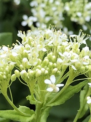 Lepidium draba