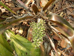 Aechmea lueddemanniana