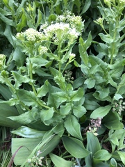 Lepidium draba