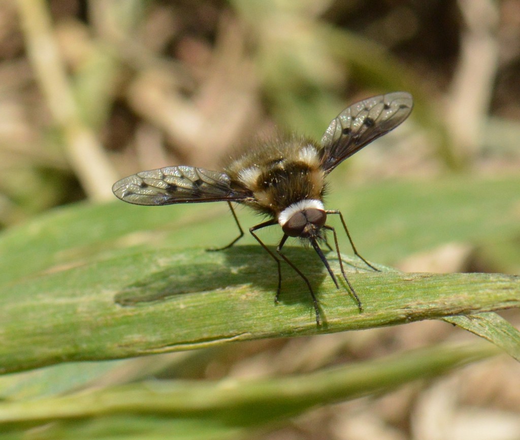 Bombylius albicapillus