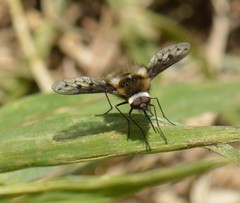 Bombylius albicapillus