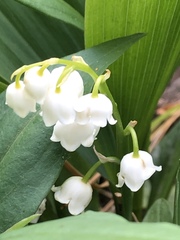 Convallaria majalis