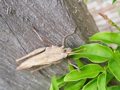 Xyleus discoideus discoideus