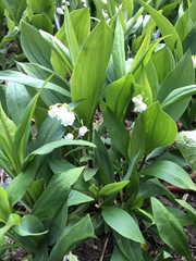 Convallaria majalis