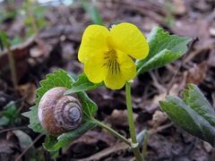 Viola uniflora