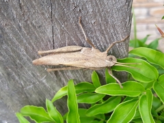 Xyleus discoideus discoideus