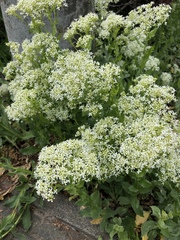 Lepidium draba