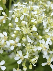Lepidium draba
