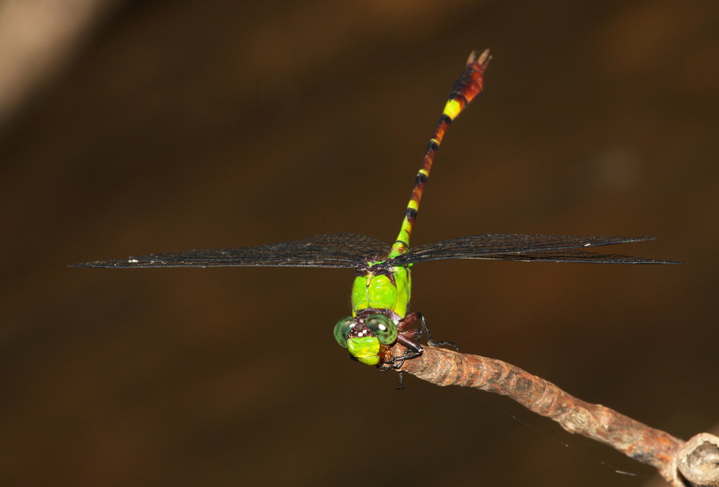 Megalogomphus sumatranus