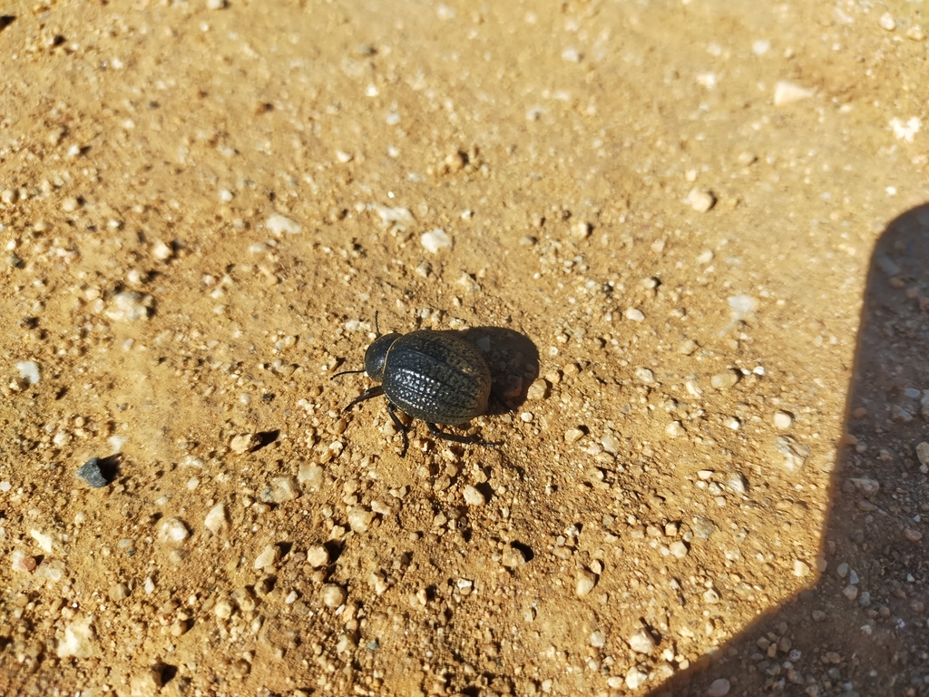 Pimelia manchega