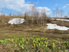 Corydalis bracteata