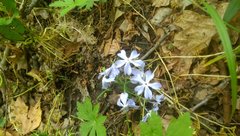 Phlox divaricata divaricata