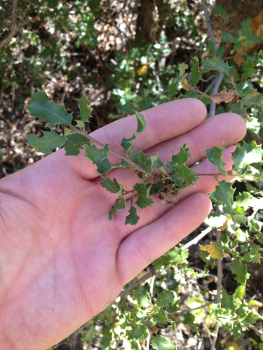 California scrub oak