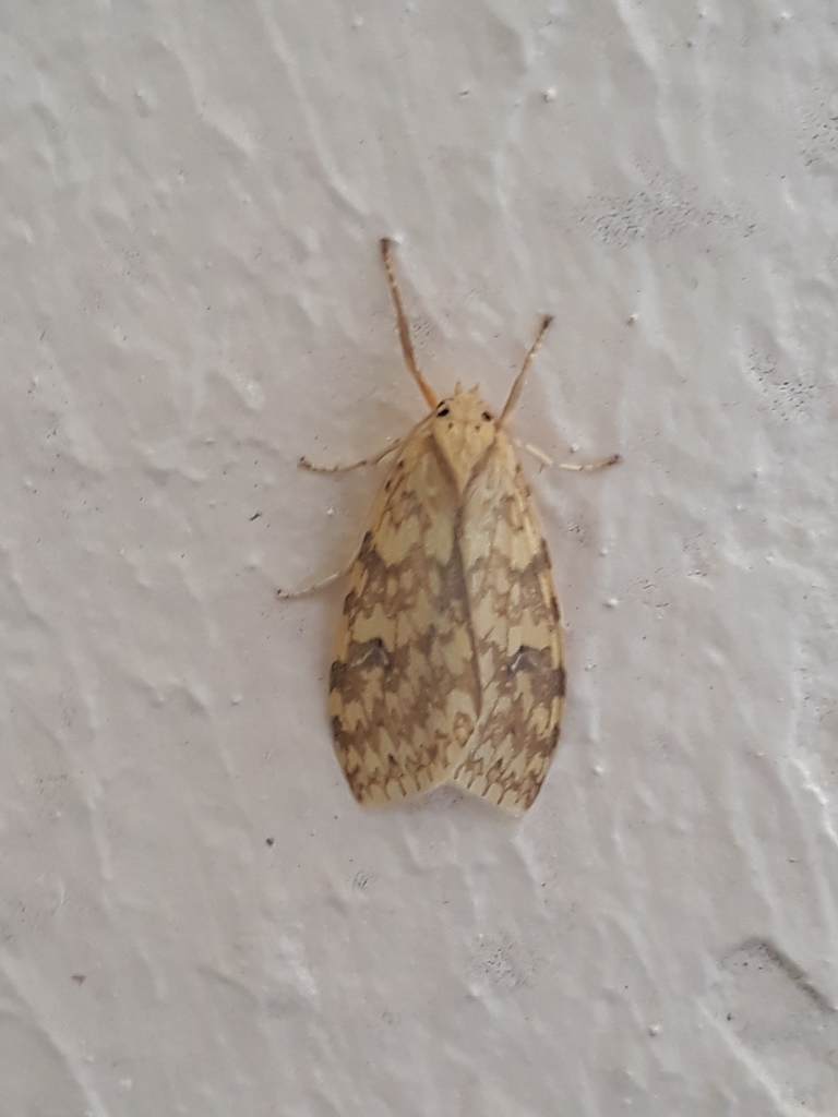 Lophocampa catenulata