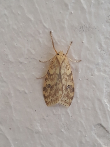 Lophocampa catenulata