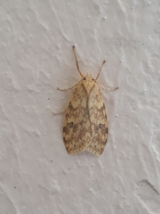 Lophocampa catenulata