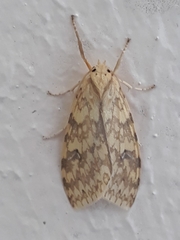 Lophocampa catenulata