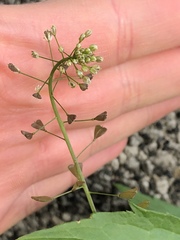 Capsella bursa-pastoris