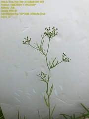 Cynosciadium digitatum