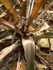 Aechmea lueddemanniana