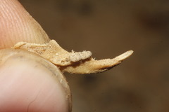 Peromyscus madrensis